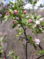 pommier en fleurs